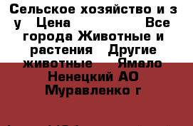 Сельское хозяйство и з/у › Цена ­ 2 500 000 - Все города Животные и растения » Другие животные   . Ямало-Ненецкий АО,Муравленко г.